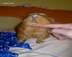 Meerschweinchen - Susi