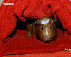 Meerschweinchen - Susi