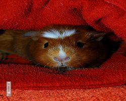 Meerschweinchen - Susi