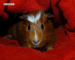 Meerschweinchen - Susi