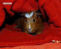 Meerschweinchen - Susi