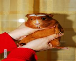 Meerschweinchen - Susi