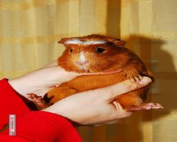 Meerschweinchen - Susi