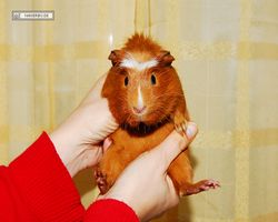 Meerschweinchen - Susi