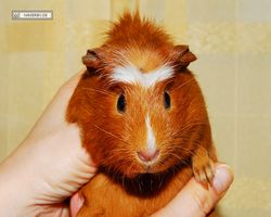 Meerschweinchen - Susi