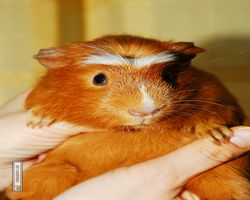 Meerschweinchen - Susi