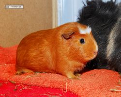 Meerschweinchen - Susi