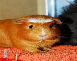 Meerschweinchen - Susi