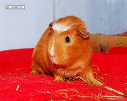 Meerschweinchen - Susi