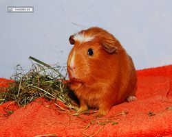 Meerschweinchen - Susi