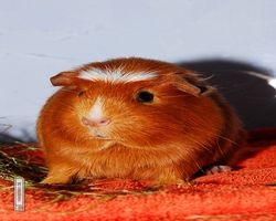 Meerschweinchen - Susi