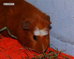 Meerschweinchen - Susi