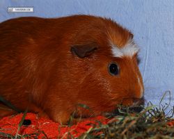 Meerschweinchen - Susi