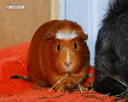 Meerschweinchen - Susi