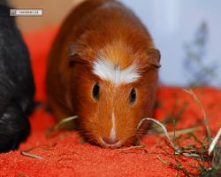 Meerschweinchen - Susi