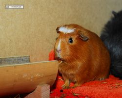 Meerschweinchen - Susi