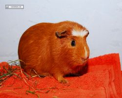 Meerschweinchen - Susi