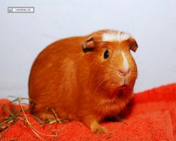 Meerschweinchen - Susi