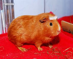 Meerschweinchen - Susi