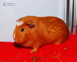 Meerschweinchen - Susi