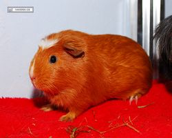 Meerschweinchen - Susi