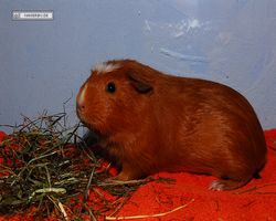 Meerschweinchen - Susi