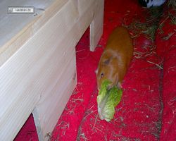 Meerschweinchen - Susi