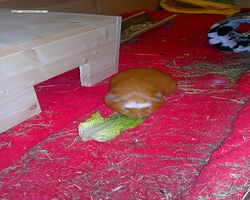 Meerschweinchen - Susi