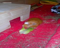 Meerschweinchen - Susi