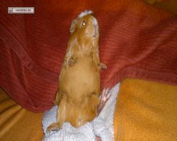 Meerschweinchen - Susi