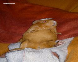 Meerschweinchen - Susi