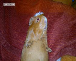 Meerschweinchen - Susi
