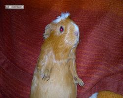 Meerschweinchen - Susi