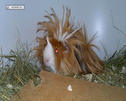 4. Frankfurter Meerschweinchen-Show 2011