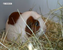 4. Frankfurter Meerschweinchen-Show 2011