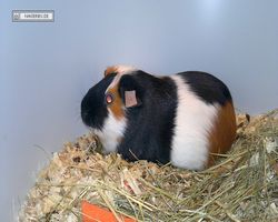 4. Frankfurter Meerschweinchen-Show 2011