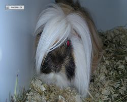 4. Frankfurter Meerschweinchen-Show 2011