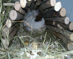 4. Frankfurter Meerschweinchen-Show 2011