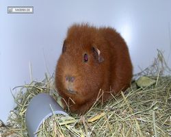 4. Frankfurter Meerschweinchen-Show 2011