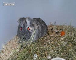 4. Frankfurter Meerschweinchen-Show 2011
