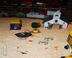 4. Frankfurter Meerschweinchen-Show 2011