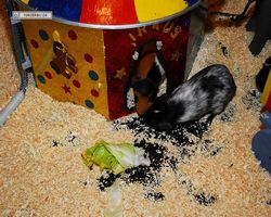 4. Frankfurter Meerschweinchen-Show 2011