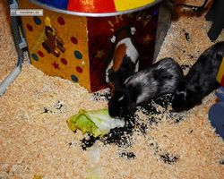 4. Frankfurter Meerschweinchen-Show 2011