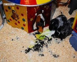 4. Frankfurter Meerschweinchen-Show 2011