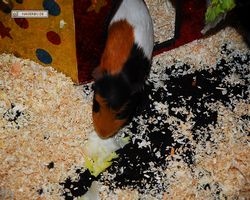 4. Frankfurter Meerschweinchen-Show 2011