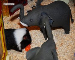 4. Frankfurter Meerschweinchen-Show 2011