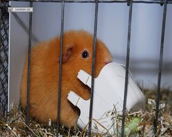 4. Frankfurter Meerschweinchen-Show 2011