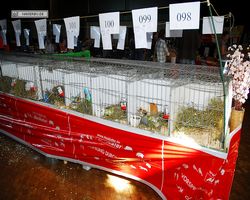 4. Frankfurter Meerschweinchen-Show 2011