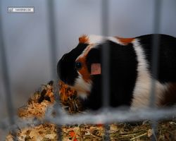 4. Frankfurter Meerschweinchen-Show 2011