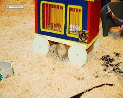 4. Frankfurter Meerschweinchen-Show 2011